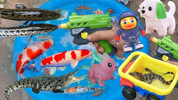 Cá Sấu Dùng Súng Khủng Đi Bắn Cá Và Các Con Vật, Bắt Được Nhiều Cá Koi, Cá Quả, Các Loại Động Vật