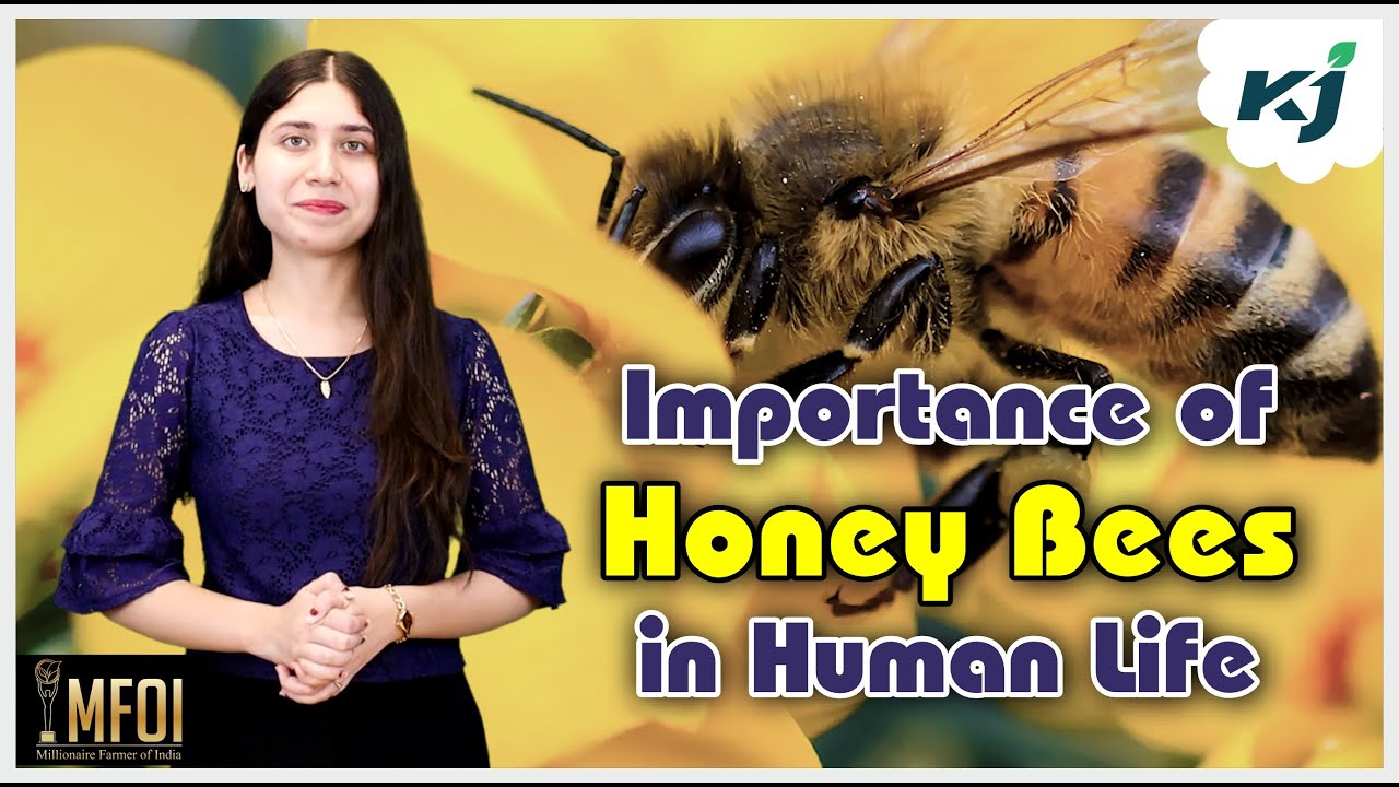 Importance of Honey Bees in Human Life Vital Role of Honey Bees in