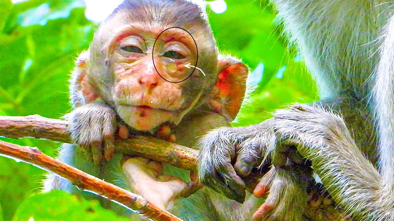 Video of the adorable monkey baby SAM, Why?? Mom SARA ignores & leaves ...