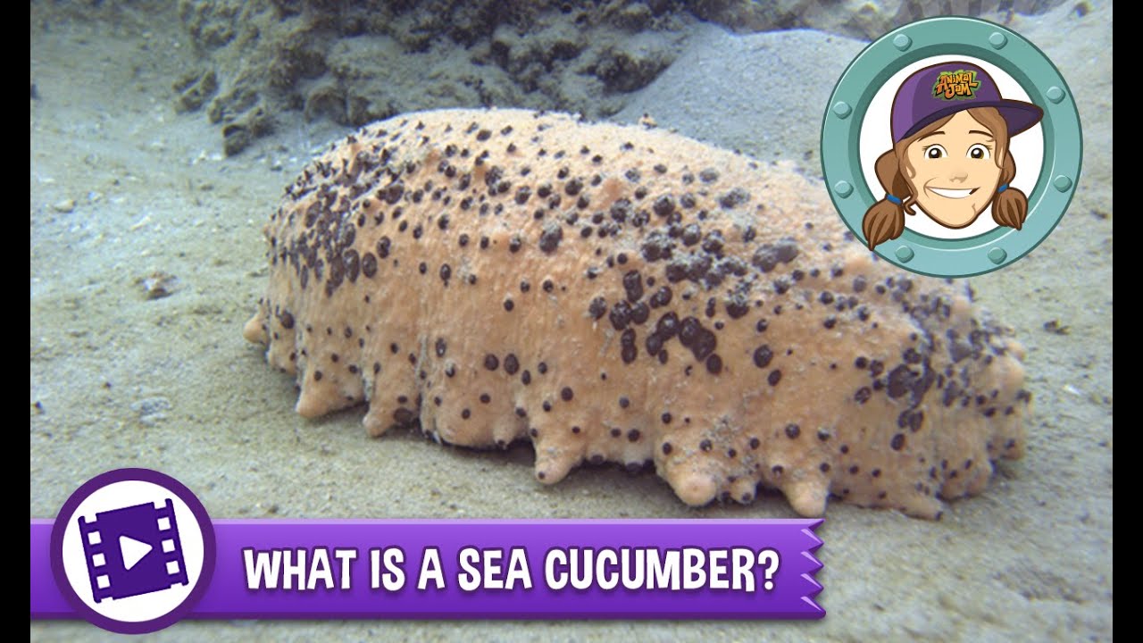Ask Tierney What Is A Sea Cucumber Sea Cucumber What Is A Sea Animal Jam