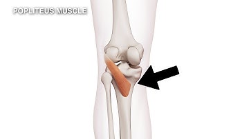 Exploring the Popliteus: Understanding Trigger Point Locations for Better Muscle Health