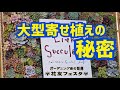 【多肉植物】【多肉寄せ植え】大型寄せ植えの秘密 クラファン動画