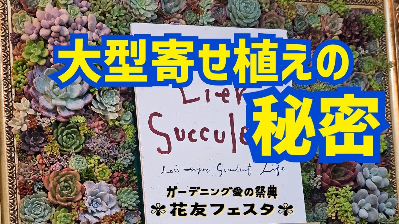 Succulents][Succulent Arrangement] The Secret to Large-Scale