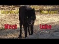 Meet Lobo - Black Wolves look so cool