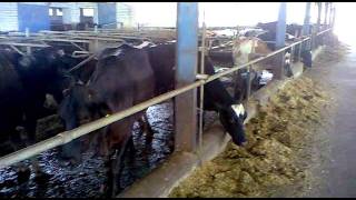 Bloch dairy farm rasool nagar pakistan