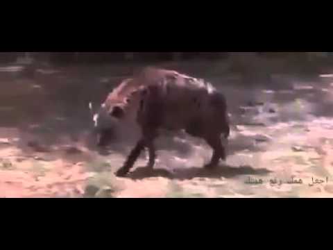 غريزة الام عند الطيور