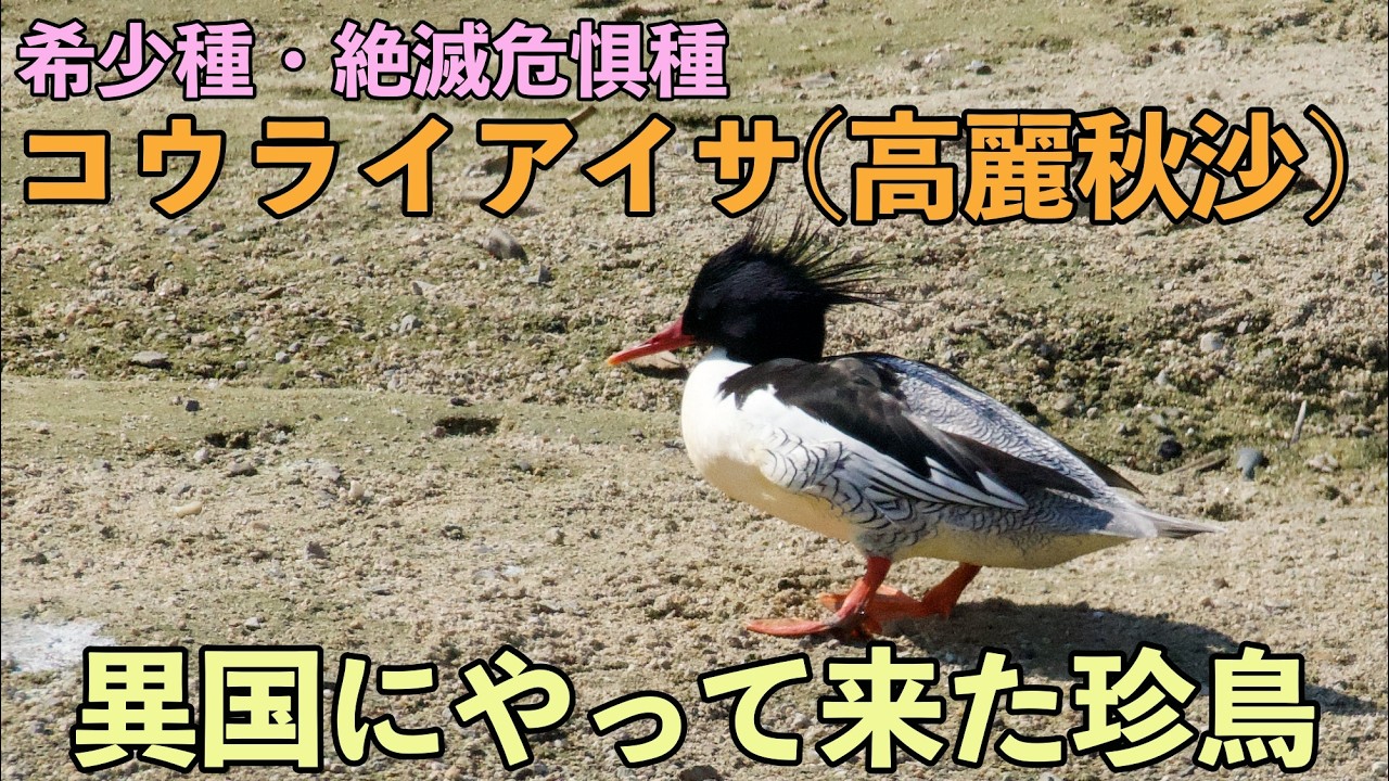 コウライアイサ(高麗秋沙)希少種