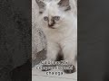 Kitten #viralvideo #cat #funny #viral #comedy #vitalshorts #pets #cute #cutecat #tranding #tranding