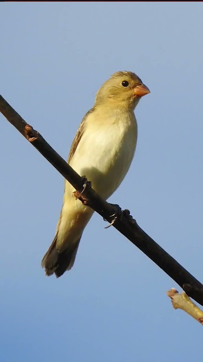 FEMEA DE BIGODINHO CHAMANDO PARA FOGUEAR SEU BIGODE #aves #pássaros #bigodinho #bigodinhocantando