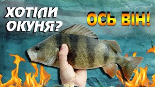 видео: НАЙКРАЩИЙ Спосіб наловити Окунів на Дніпрі картинка: НАЙКРАЩИЙ Спосіб наловити Окунів на Дніпрі