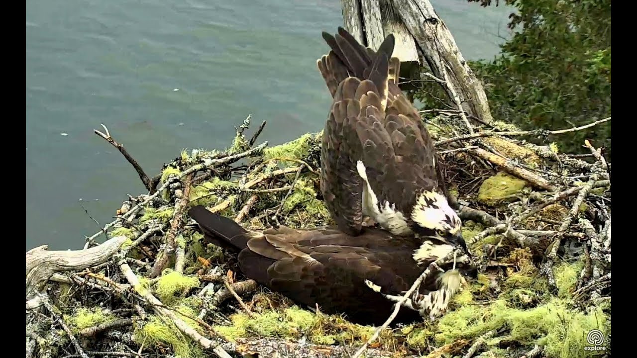 No Eggie time for Steve at Hog Island Ospreys nest. 28 May 2018 - YouTube