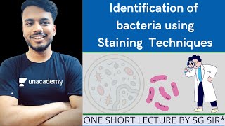 Identification of bacteria using staining techniques || Simple staining ||microbiology unit 2 #sgsir