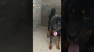 2 months tibetian Mastiff