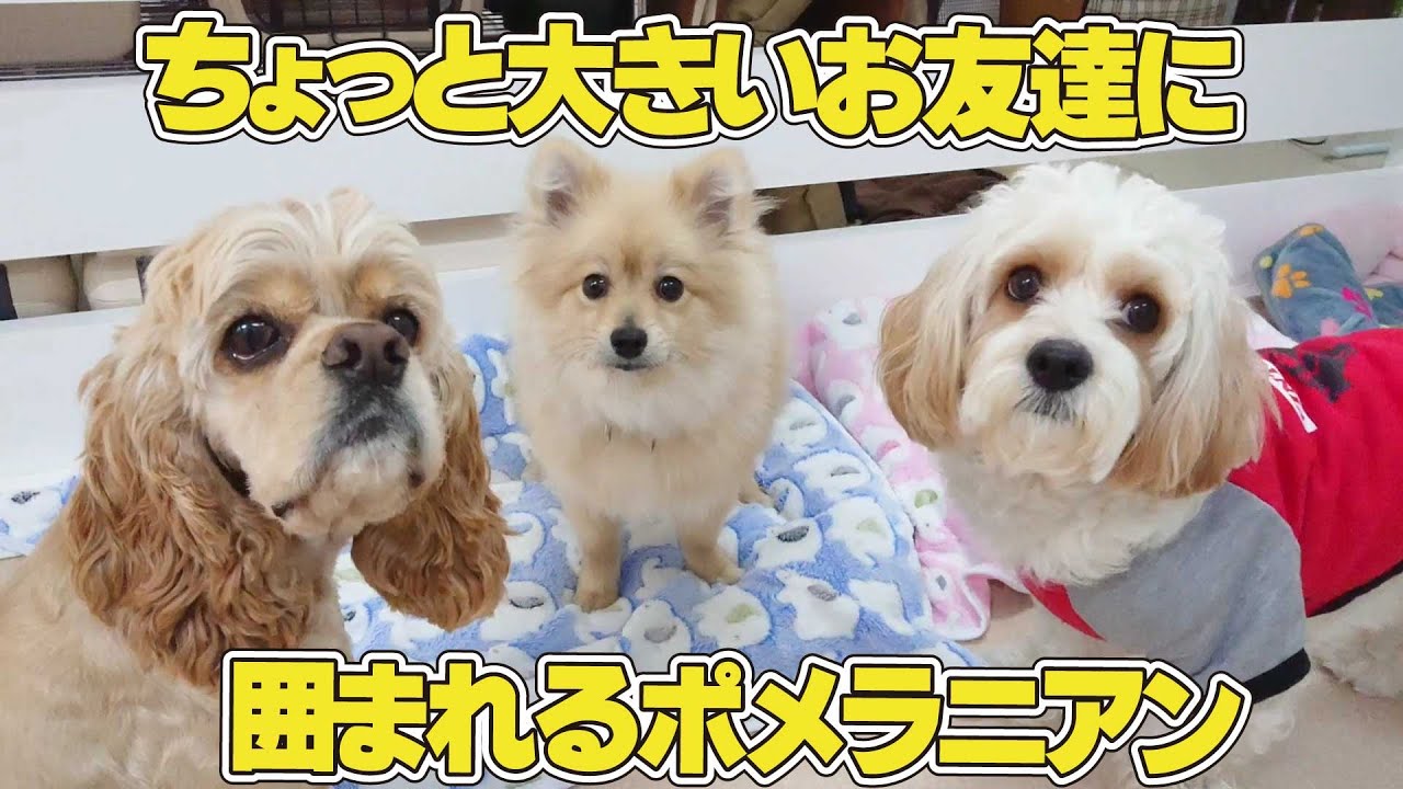 ちょっと大きいお友達に囲まれるポメラニアン ひみつきちなう 1 ポメラニアン キャバション アメリカンコッカースパニエル チワワ マルプー 22年2月13日 Youtube