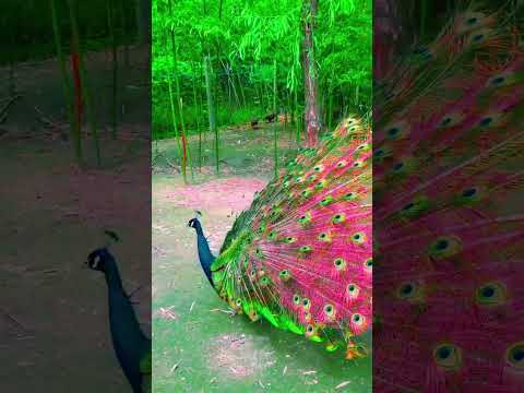 Beautiful Life Peacock/Peacocks Videos #shorts #peacock #viral #status #tiktok #nature #viral
