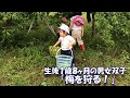 【男女ふたごの農業体験】１歳８ヶ月・初めての梅の収穫❗【Vlog】1 year and 8 month old twins harvest plums.