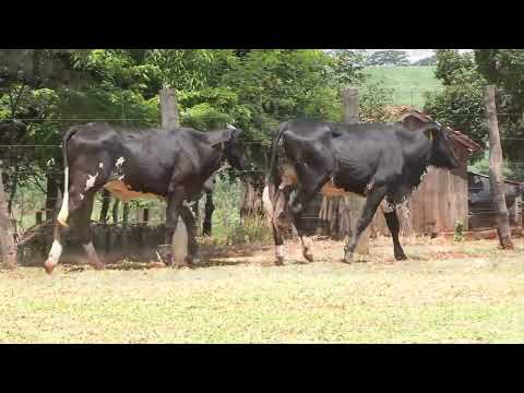 LOTE 86 • 28º LEILÃO MATRIZES TOP LEITE GIROLANDO BELA VISTA • 4531CT  1505