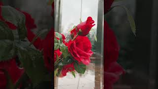 Вечные Защитники России | Москва ✞ Уборщик  могил ✞ Твоя Душа ✞