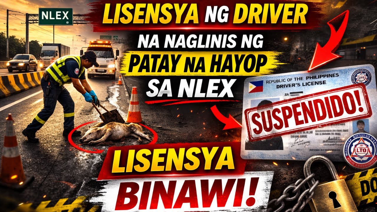 LISENSYA NG DRIVER NA NAGLINIS NG PATAY NA HAYOP SA NLEX SUSPENDIDO