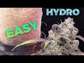 How to hydro easy  complete grow guide cannabis  weed hydroponic dwc