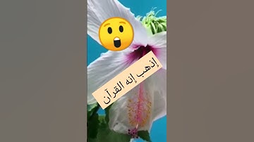 قرآن كريم #الامارات #ابو_فله #الكويت #البحرين #دبي #مكة #السعودية #عمان