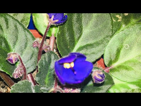 Video: Violet LE-Rosemary (27 Fotoğraf): çeşitliliğin Tanımı, Büyüyen Saintpaulia'nın özellikleri
