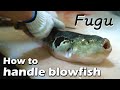 [ENG SUB]How to handle blowfish 【processing pufferfish】【fugu】【tiger puffer fish】【Blowfish】
