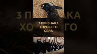 Как выбрать хорошее сено для овец — три признака качества от ЛПХ Клименко.
