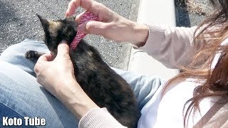 子猫たちのノミ駆除とごほうび！薬用ペッツテクト＋とペットスエット！