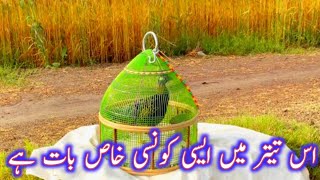 Is Teetar Mein Aisi Konsi Khas Bat Hay | اس تیتر میں ایسی کونسی خاص بات ہے