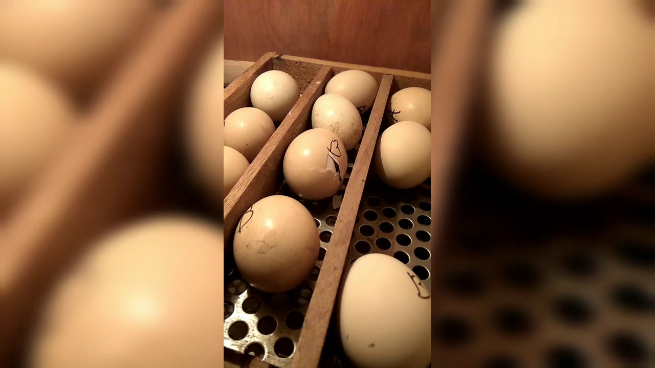Membuat Mesin Tetas Telur Ayam Dari Bahan-bahan Bekas ...