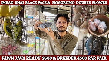 Imran Bhai kai Black Face Hogoromo Budgies &  Fawn Java Birds Setup – High Quality Pairs