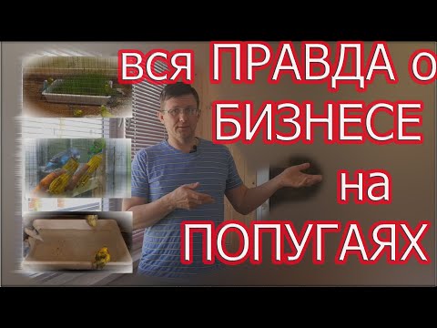 Заработок на волнистых попугаях. Сколько можно заработать?Уникальный вольер!