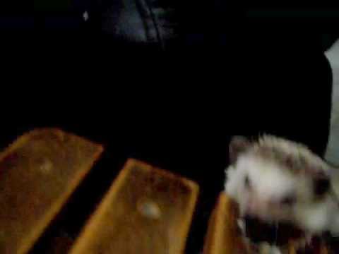 hedgehog falling
