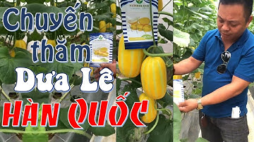 Chuyến thăm dưa lê HÀN QUỐC năng suất 2-3kg/gốc trồng ở nhà lưới MIỀN BẮC - giống dưa mới và lạ