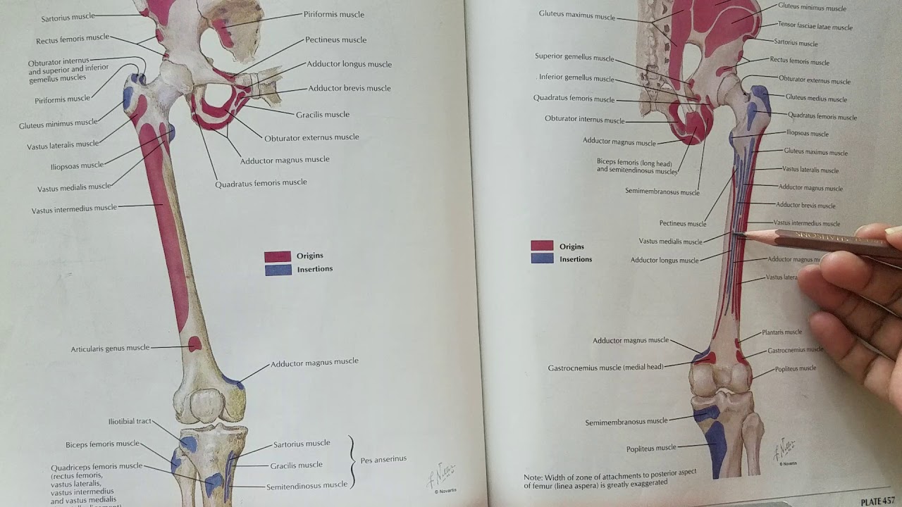 femur muscle attachments