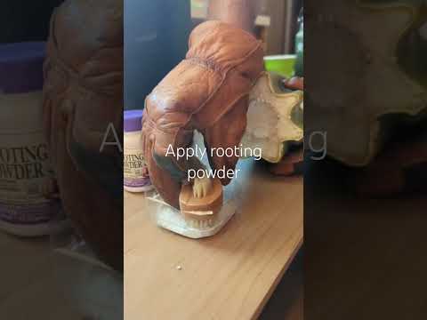 How to propagate