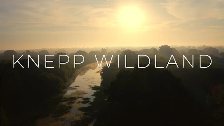 Knepp Wildland - The importance of Biodiversity Research in England's very own Savannah!