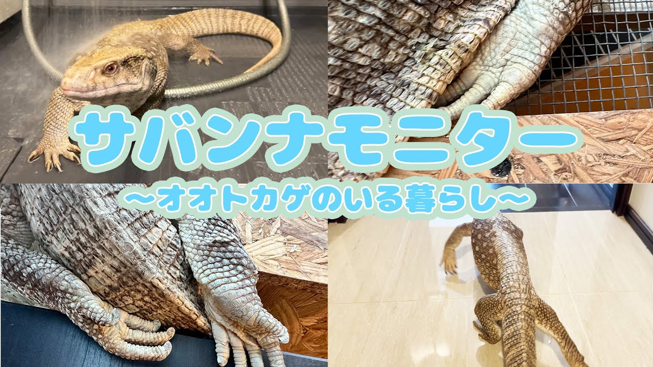 SabaMoni] The daily life of a monitor lizard and a giant woman