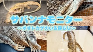 SabaMoni] The daily life of a monitor lizard and a giant woman