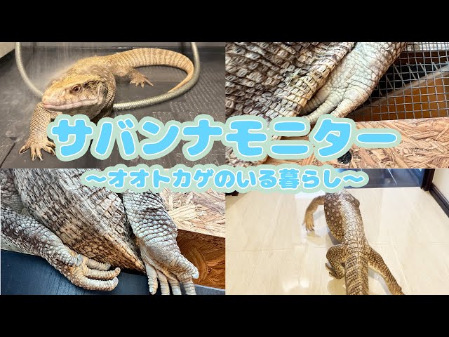 SabaMoni] The daily life of a monitor lizard and a giant woman