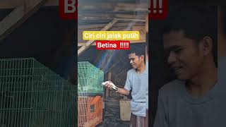 ciri jalak putih betina #jalakputih #jalakbali #kicaumanianusantara #suksesbeternak