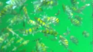 Feed a School of Colourful Fish at Telegraph Island (Mussandam, Oman)
