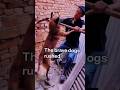 Kidnapper Didn't Know These Dogs Were Watching... 😱🐶 #DogRescue #HeroDog #Dogs #AnimalRescue #usa