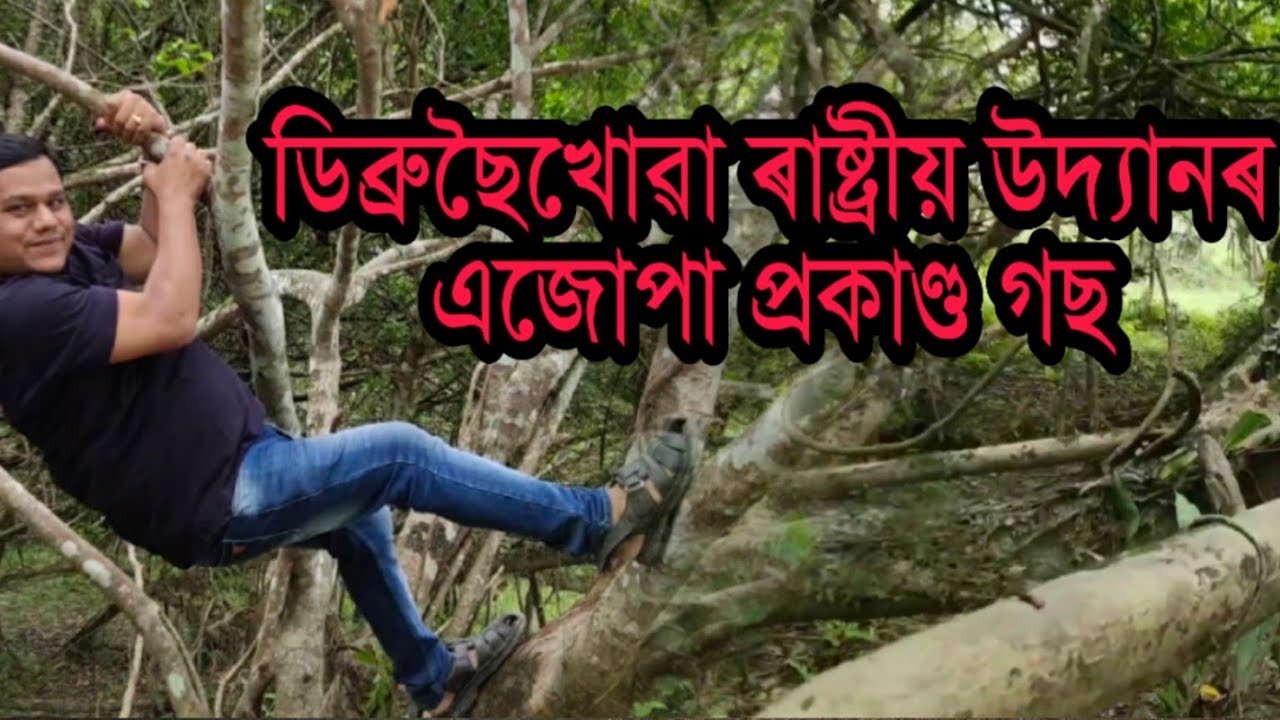 Dibru Saikhowa National Park