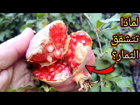 أسباب تشقق ثمار الرمان