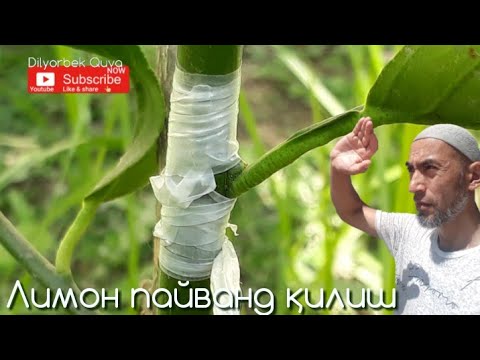 Video: Sovuq Payvandlash 