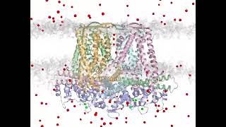 Phylogeny of SK channels and functional characterization of the conserved Phe in the S3-S4 loop