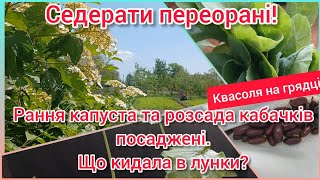 Капусту і кабачки посадила, що кидала в лунки? Квасоля на грядці! Гірчицю переорали, посадимо томати