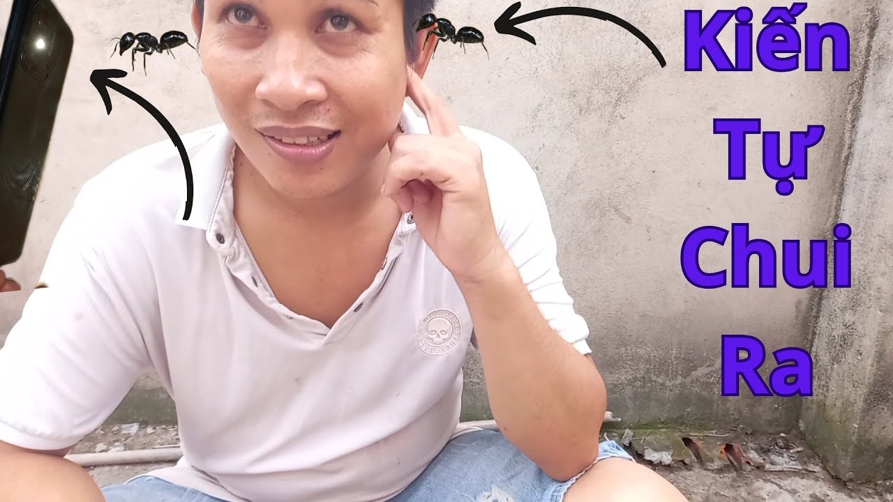 Ki n Chui V o L Tai H y L m C ch N y Ki n T ng Chui Ra M o Tr Khi ki-n-chui-v-o-l-tai-h-y-l-m-c-ch-n-y-ki-n-t-ng-chui-ra-m-o-tr-khi